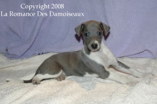 CHIOT WHIPPET ISSU DE L ELEVAGE DE LA ROMANCE DES DAMOISEAUX