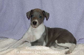 CHIOT WHIPPET ISSU DE L ELEVAGE DE LA ROMANCE DES DAMOISEAUX