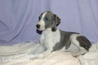 CHIOT WHIPPET ISSU DE L ELEVAGE DE LA ROMANCE DES DAMOISEAUX