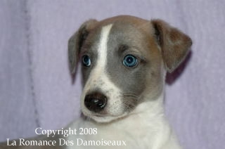 CHIOT WHIPPET ISSU DE L ELEVAGE DE LA ROMANCE DES DAMOISEAUX