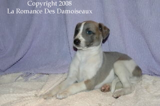 CHIOT WHIPPET ISSU DE L ELEVAGE DE LA ROMANCE DES DAMOISEAUX