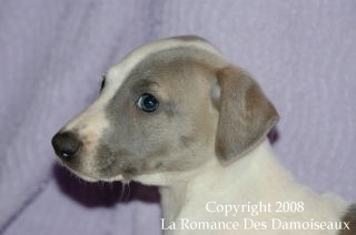 CHIOT WHIPPET ISSU DE L ELEVAGE DE LA ROMANCE DES DAMOISEAUX