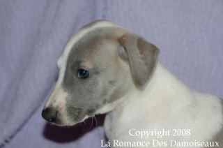CHIOT WHIPPET ISSU DE L ELEVAGE DE LA ROMANCE DES DAMOISEAUX