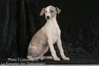 PHOTO CHIOT WHIPPET ISSU DE L ELEVAGE DE LA ROMANCE DES DAMOISEAUX