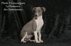 PHOTO CHIOT WHIPPET ISSU DE L ELEVAGE DE LA ROMANCE DES DAMOISEAUX