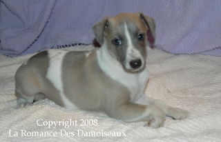 CHIOT WHIPPET ISSU DE L ELEVAGE DE LA ROMANCE DES DAMOISEAUX