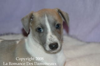 CHIOT WHIPPET ISSU DE L ELEVAGE DE LA ROMANCE DES DAMOISEAUX