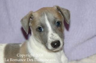 CHIOT WHIPPET ISSU DE L ELEVAGE DE LA ROMANCE DES DAMOISEAUX