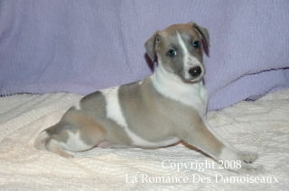 CHIOT WHIPPET ISSU DE L ELEVAGE DE LA ROMANCE DES DAMOISEAUX