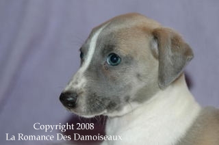 CHIOT WHIPPET ISSU DE L ELEVAGE DE LA ROMANCE DES DAMOISEAUX