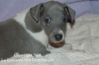 CHIOT WHIPPET ISSU DE L ELEVAGE DE LA ROMANCE DES DAMOISEAUX