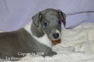 CHIOT WHIPPET ISSU DE L ELEVAGE DE LA ROMANCE DES DAMOISEAUX