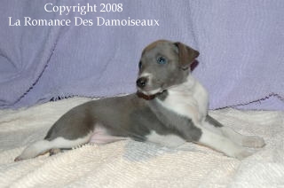 CHIOT WHIPPET ISSU DE L ELEVAGE DE LA ROMANCE DES DAMOISEAUX