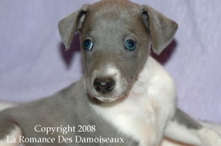 CHIOT WHIPPET ISSU DE L ELEVAGE DE LA ROMANCE DES DAMOISEAUX