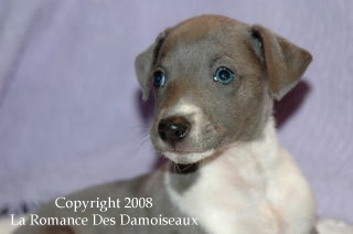 CHIOT WHIPPET ISSU DE L ELEVAGE DE LA ROMANCE DES DAMOISEAUX