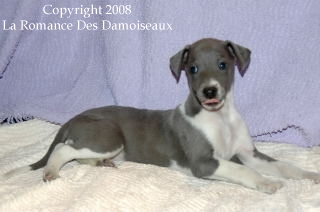 CHIOT WHIPPET ISSU DE L ELEVAGE DE LA ROMANCE DES DAMOISEAUX