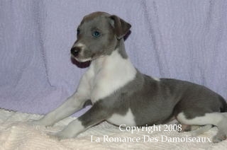 CHIOT WHIPPET ISSU DE L ELEVAGE DE LA ROMANCE DES DAMOISEAUX