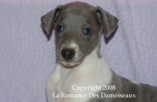 CHIOT WHIPPET ISSU DE L ELEVAGE DE LA ROMANCE DES DAMOISEAUX