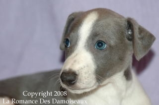 CHIOT WHIPPET ISSU DE L ELEVAGE DE LA ROMANCE DES DAMOISEAUX