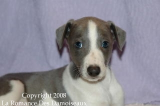 CHIOT WHIPPET ISSU DE L ELEVAGE DE LA ROMANCE DES DAMOISEAUX