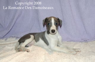 CHIOT WHIPPET ISSU DE L ELEVAGE DE LA ROMANCE DES DAMOISEAUX