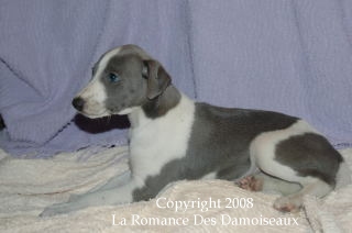 CHIOT WHIPPET ISSU DE L ELEVAGE DE LA ROMANCE DES DAMOISEAUX