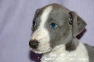 CHIOT WHIPPET ISSU DE L ELEVAGE DE LA ROMANCE DES DAMOISEAUX