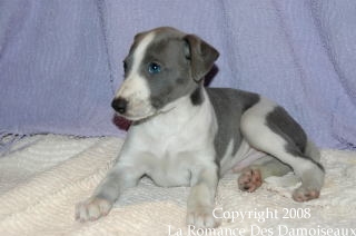 CHIOT WHIPPET ISSU DE L ELEVAGE DE LA ROMANCE DES DAMOISEAUX