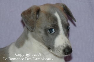 CHIOT WHIPPET ISSU DE L ELEVAGE DE LA ROMANCE DES DAMOISEAUX