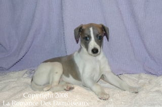 CHIOT WHIPPET ISSU DE L ELEVAGE DE LA ROMANCE DES DAMOISEAUX