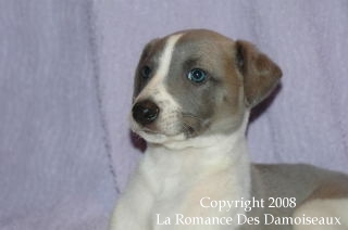 CHIOT WHIPPET ISSU DE L ELEVAGE DE LA ROMANCE DES DAMOISEAUX