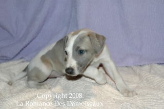 CHIOT WHIPPET ISSU DE L ELEVAGE DE LA ROMANCE DES DAMOISEAUX