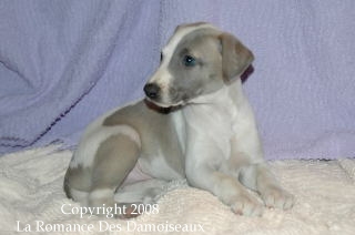 CHIOT WHIPPET ISSU DE L ELEVAGE DE LA ROMANCE DES DAMOISEAUX