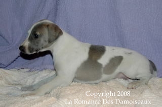 CHIOT WHIPPET ISSU DE L ELEVAGE DE LA ROMANCE DES DAMOISEAUX