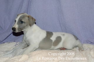 CHIOT WHIPPET ISSU DE L ELEVAGE DE LA ROMANCE DES DAMOISEAUX