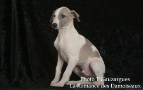 PHOTO CHIOT WHIPPET ISSU DE L ELEVAGE DE LA ROMANCE DES DAMOISEAUX