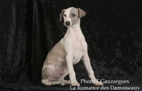 PHOTO CHIOT WHIPPET ISSU DE L ELEVAGE DE LA ROMANCE DES DAMOISEAUX