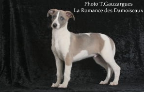 PHOTO CHIOT WHIPPET ISSU DE L ELEVAGE DE LA ROMANCE DES DAMOISEAUX