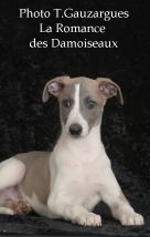 PHOTO CHIOT WHIPPET ISSU DE L ELEVAGE DE LA ROMANCE DES DAMOISEAUX