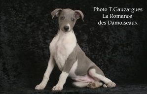 PHOTO CHIOT WHIPPET ISSU DE L ELEVAGE DE LA ROMANCE DES DAMOISEAUX