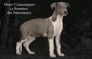 PHOTO CHIOT WHIPPET ISSU DE L ELEVAGE DE LA ROMANCE DES DAMOISEAUX