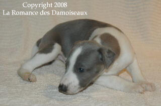 CHIOT WHIPPET ISSU DE L ELEVAGE DE LA ROMANCE DES DAMOISEAUX