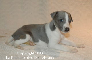 CHIOT WHIPPET ISSU DE L ELEVAGE DE LA ROMANCE DES DAMOISEAUX
