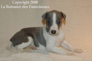 CHIOT WHIPPET ISSU DE L ELEVAGE DE LA ROMANCE DES DAMOISEAUX