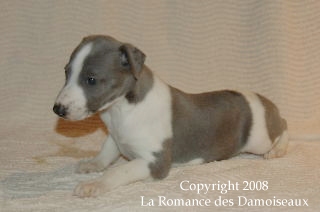 CHIOT WHIPPET ISSU DE L ELEVAGE DE LA ROMANCE DES DAMOISEAUX