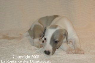 CHIOT WHIPPET ISSU DE L ELEVAGE DE LA ROMANCE DES DAMOISEAUX