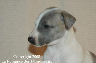 CHIOT WHIPPET ISSU DE L ELEVAGE DE LA ROMANCE DES DAMOISEAUX