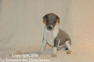 CHIOT WHIPPET ISSU DE L ELEVAGE DE LA ROMANCE DES DAMOISEAUX