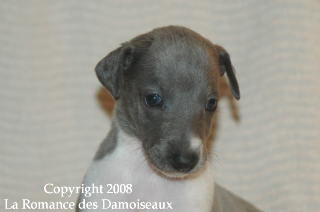CHIOT WHIPPET ISSU DE L ELEVAGE DE LA ROMANCE DES DAMOISEAUX
