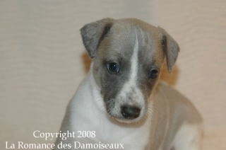 CHIOT WHIPPET ISSU DE L ELEVAGE DE LA ROMANCE DES DAMOISEAUX
